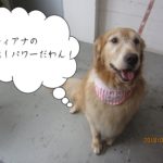 やさしい笑顔のゴールエデンレトリーバー