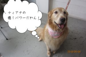 やさしい笑顔のゴールエデンレトリーバー