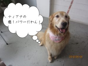 やさしい笑顔のゴールエデンレトリーバー