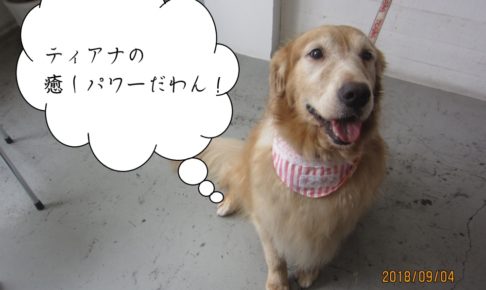 やさしい笑顔のゴールエデンレトリーバー