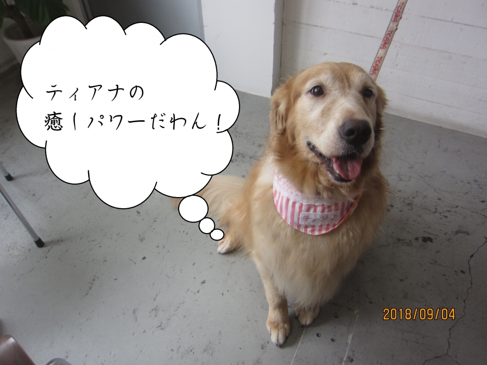 やさしい笑顔のゴールエデンレトリーバー