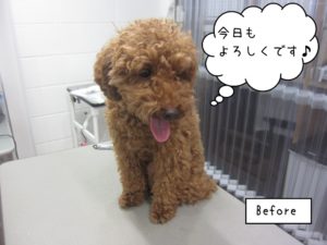 カット前トイプードル