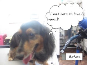 施術前黒茶ミニチュアダックス