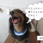 施術後黒茶ボーダーバンダナミニチュアダックス