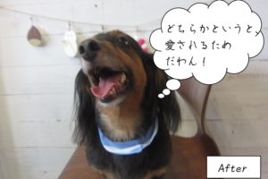 施術後黒茶ボーダーバンダナミニチュアダックス