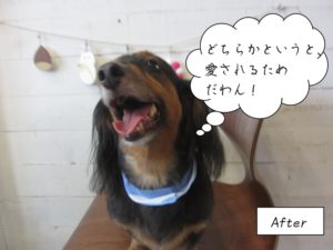 施術後黒茶ボーダーバンダナミニチュアダックス
