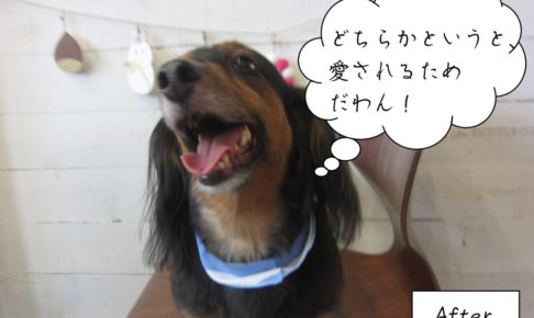 施術後黒茶ボーダーバンダナミニチュアダックス