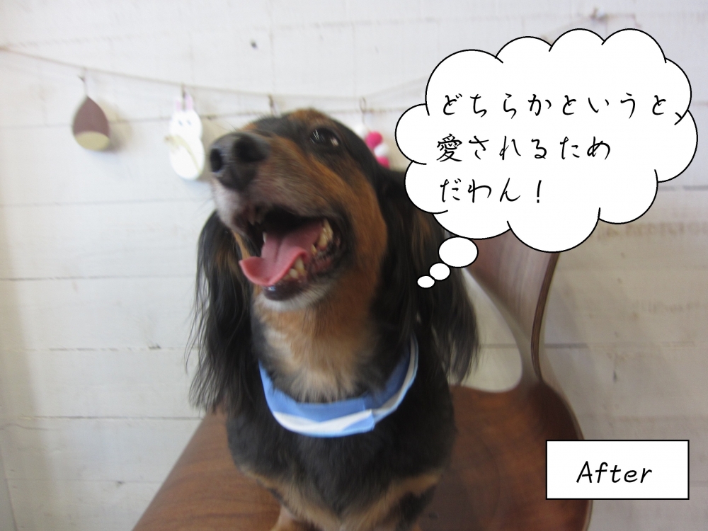 施術後黒茶ボーダーバンダナミニチュアダックス