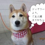 赤チェック待つ豆柴