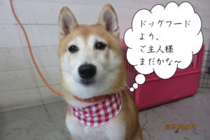 赤チェック待つ豆柴