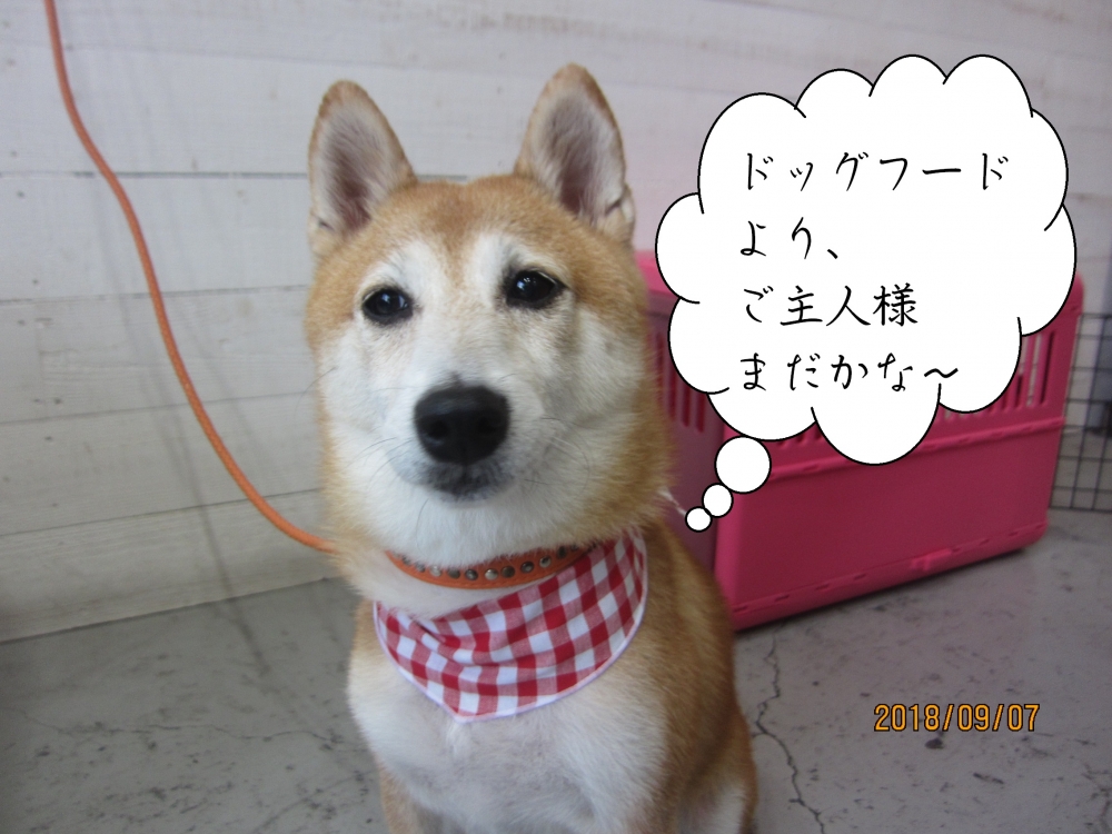 赤チェック待つ豆柴