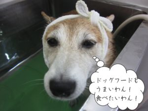 スパ中タオル豆柴ちゃん