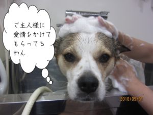シャンプー中ミックス犬