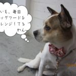 横顔ミックス犬