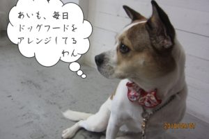 横顔ミックス犬