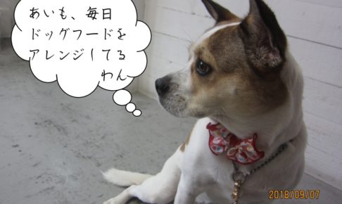 横顔ミックス犬