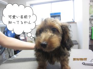 施術前茶ミックス