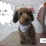 スヌーピー似の茶ミックス