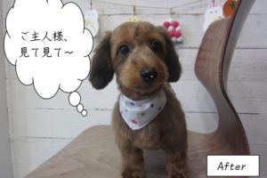 スヌーピー似の茶ミックス