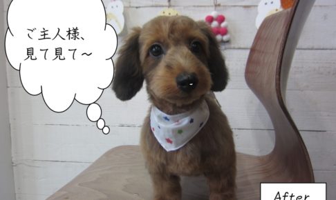 スヌーピー似の茶ミックス