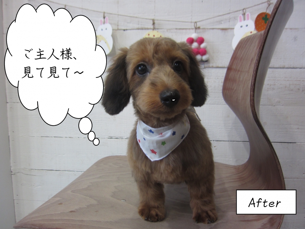 スヌーピー似の茶ミックス