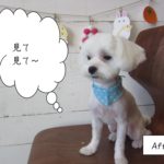 施術後水玉クール顔マルチーズ