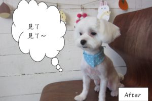 施術後水玉クール顔マルチーズ