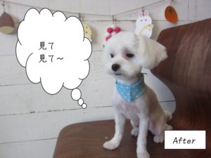 施術後水玉クール顔マルチーズ