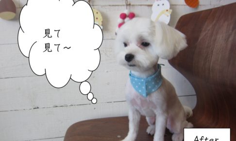 施術後水玉クール顔マルチーズ