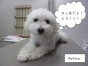 施術前白トイプードル