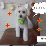 キレイな白トイプードル