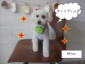 キレイな白トイプードル