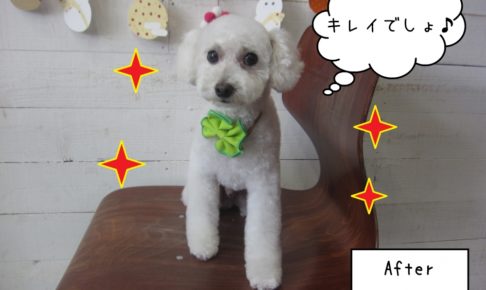 キレイな白トイプードル