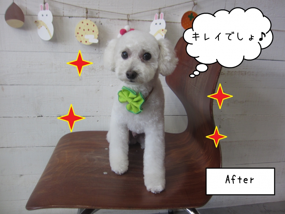 キレイな白トイプードル