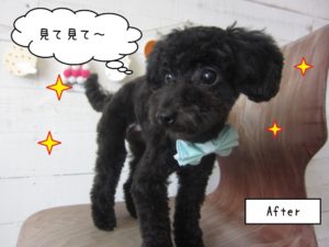 施術後黒トイプードル