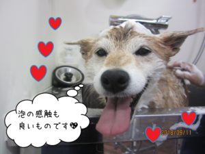 スパ中柴犬ちゃん