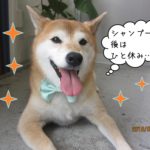 施術後のんびり柴犬