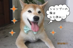 施術後のんびり柴犬