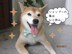 施術後のんびり柴犬