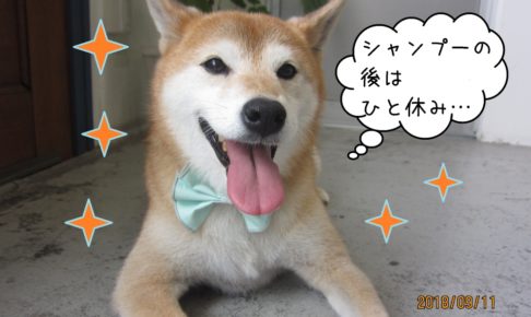 施術後のんびり柴犬