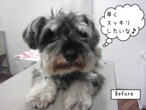 施術前ミニチュアシュナウザー