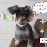 すっきりミニチュアシュナウザー