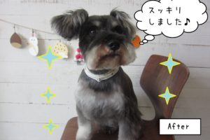 すっきりミニチュアシュナウザー