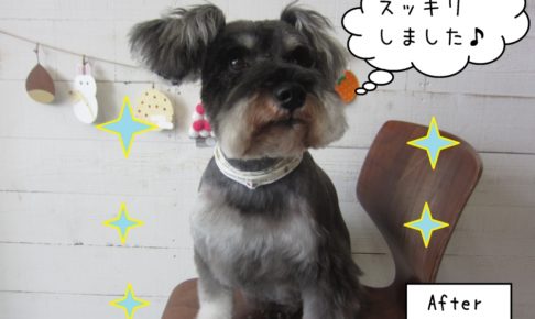 すっきりミニチュアシュナウザー