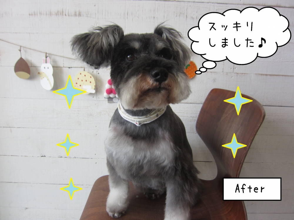 すっきりミニチュアシュナウザー