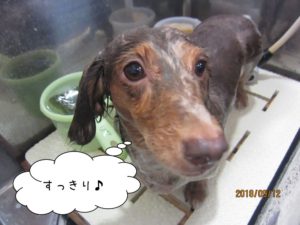 シャンプー中ミニチュアダックス