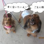 二人の寂しがるミニチュアダックス