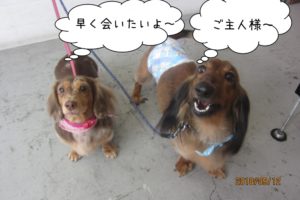 二人の寂しがるミニチュアダックス