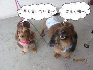 二人の寂しがるミニチュアダックス