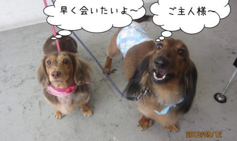 二人の寂しがるミニチュアダックス